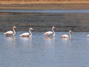 Finca en Antequera (Málaga). 1.000 hectáreas