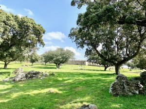 Finca ganadera cerca de Talavera de la Reina (Toledo). 130 hectáreas