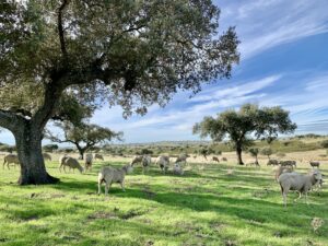 Venta de finca ganadera en la provincia de Cáceres. 410 hectáreas