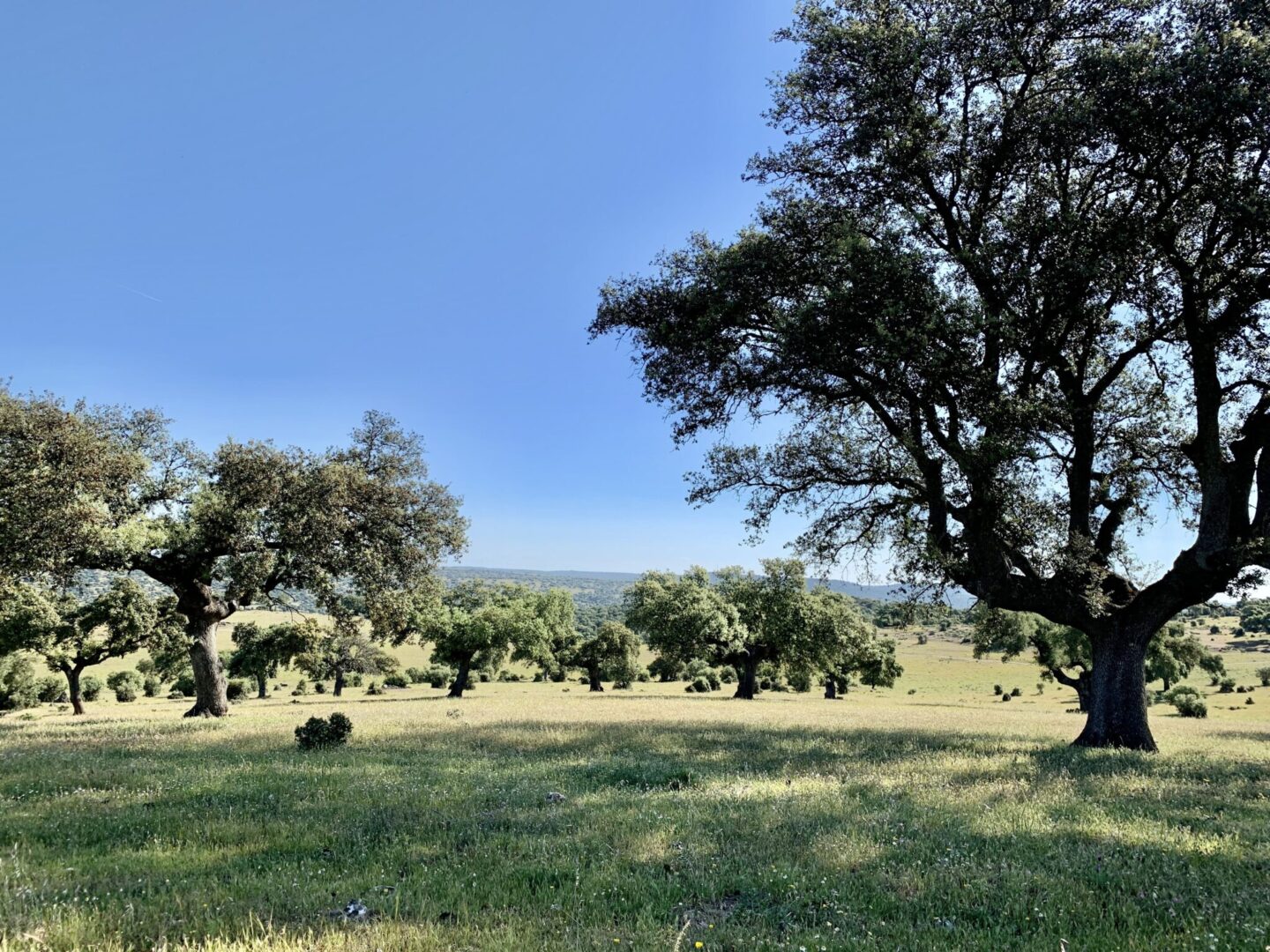 Venta de finca en la provincia de Cáceres. 170 hectáreas