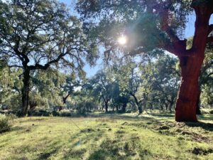 Venta de finca ganadera en la provincia de Toledo. 335 hectáreas