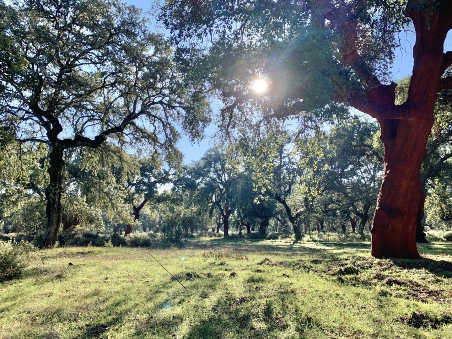 Ferme d'élevage à vendre dans la province de Tolède. 335 hectares