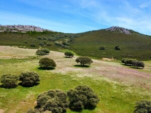 Venta de finca ganadera en la provincia de Cáceres. 177 hectáreas