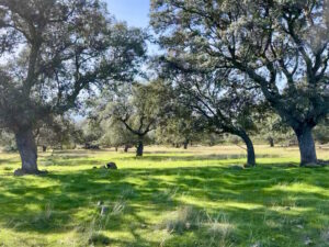 Venta de finca en la provincia de Toledo. 38 hectáreas